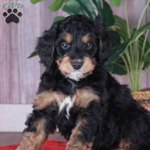 SCOUT, Mini Golden Mountain Doodle Puppy